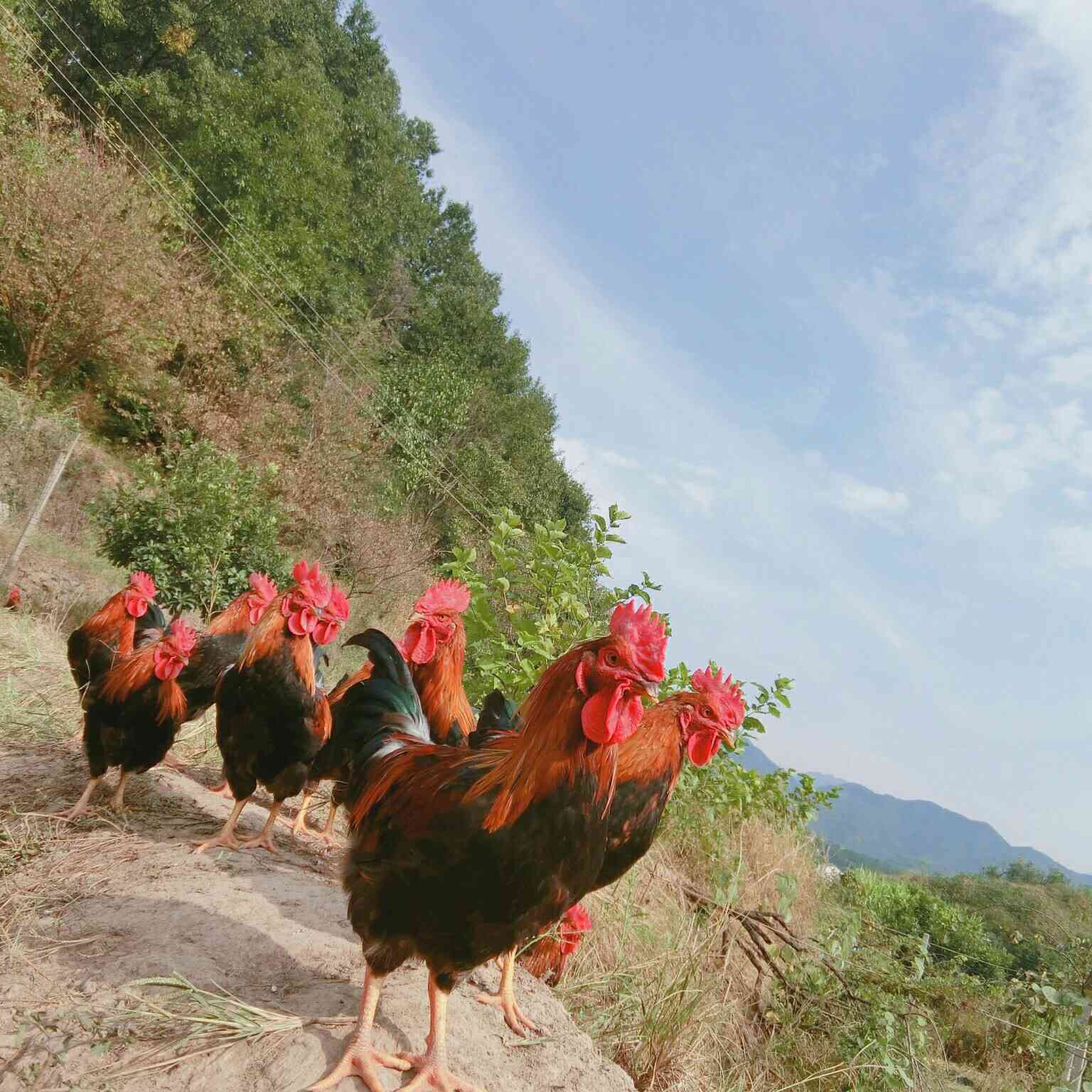 宁波大路村鸡图片