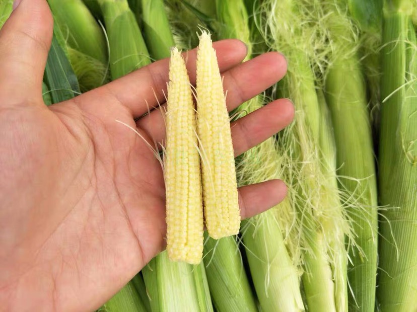 新鲜玉米笋基地直发