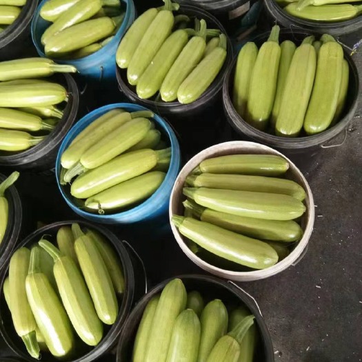 淄博绿皮西葫芦大量上市专业合作社代办产地直供量大优先