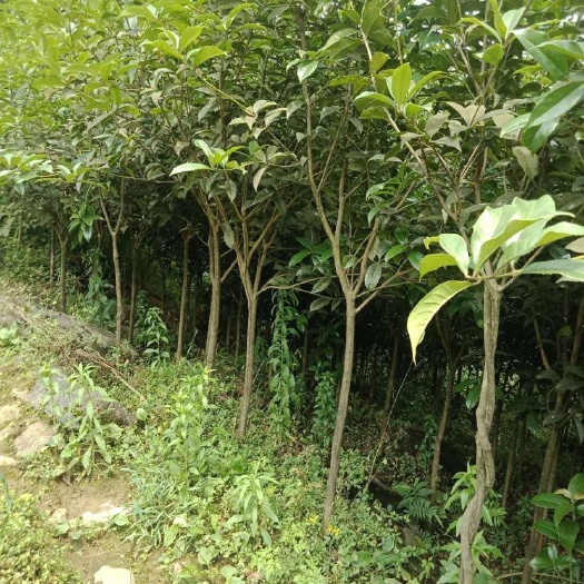 彝良县黄金桂花树