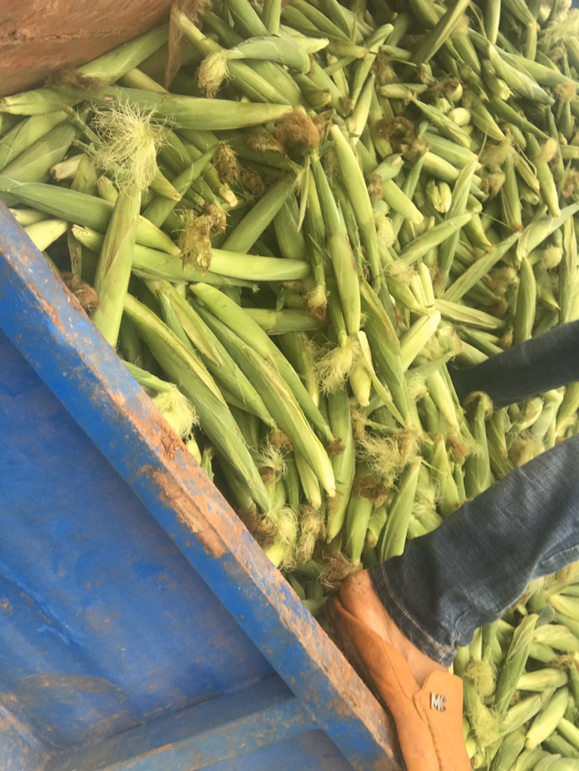  新鲜玉米笋基地直发