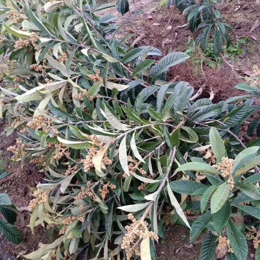 平邑县贵妃枇杷苗 带花枇杷苗，现挖现发，量大优惠