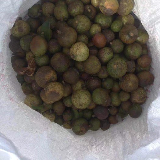 五华县小茶籽