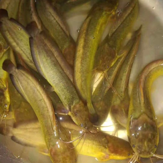 广州 本地塘鲺鱼苗   杂交三黄塘鲺鱼苗+自孵水花
