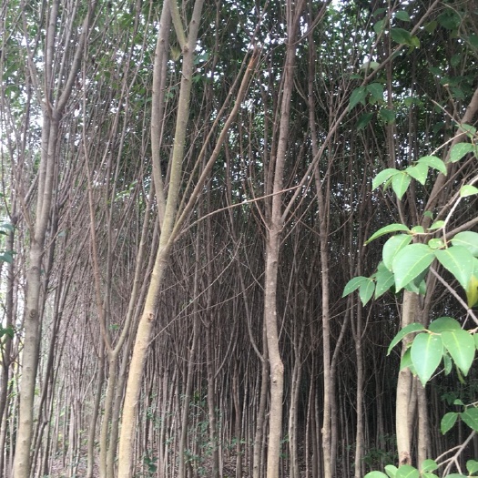 邓州市其它苗木 绿化苗木基地