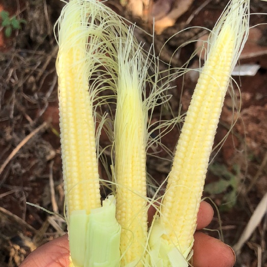 新鲜玉米笋基地直发
