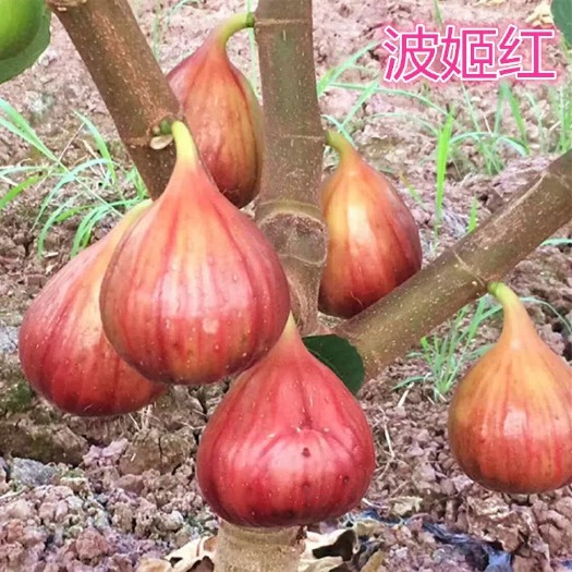 当阳市 波姬红无花果苗