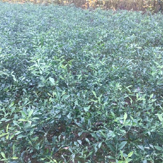 成都 2年生软枝香橙苗，橘类嫁接。