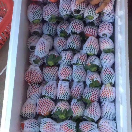上海 草莓