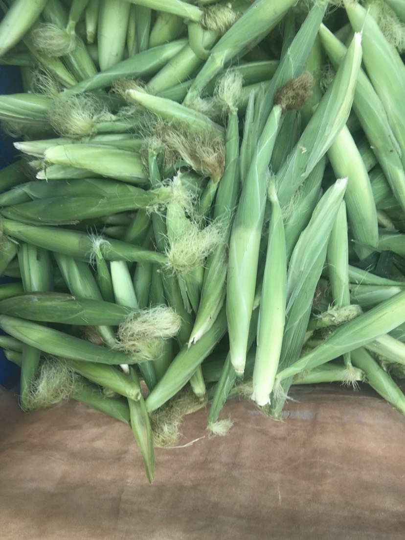  新鲜玉米笋基地直发