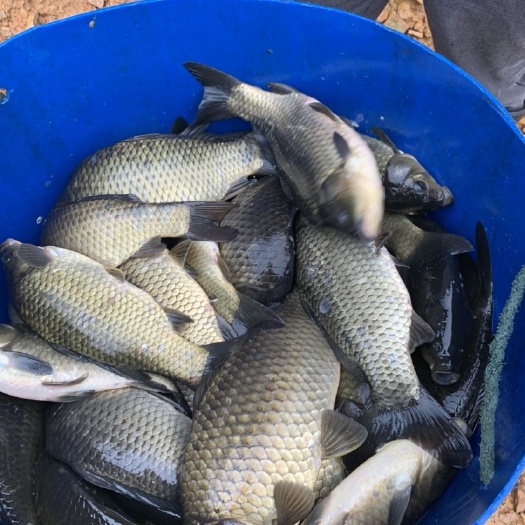 桂林湘云鲫，鲤鱼，草鱼，各种规格齐全。