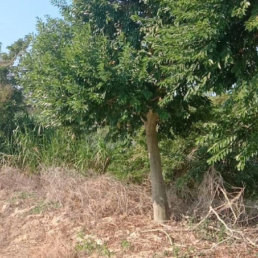 博罗县铁冬青