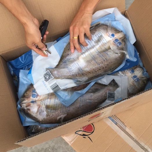 开背海鲈鱼活鱼加工供餐饮行业 肉紧嫩滑 厂家直批稳定供应