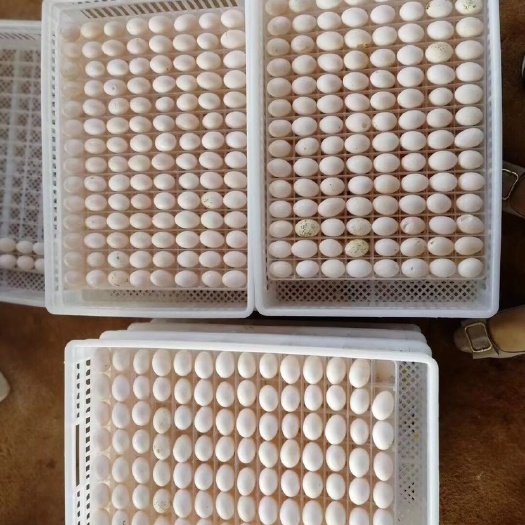 汕头 鸽子蛋批发