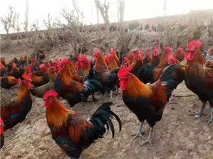 南宁瑶鸡苗 出壳鸡苗 1日龄 公母混合 肉鸡苗