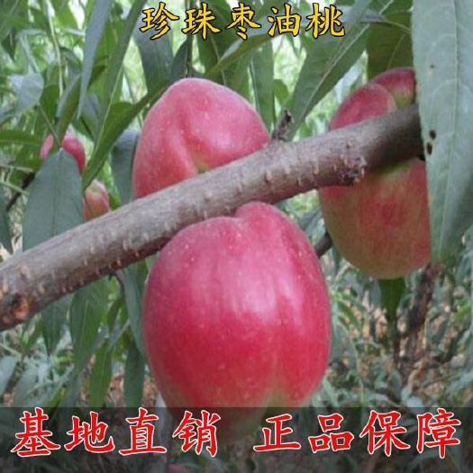 平邑县珍珠枣油桃 1~1.5米