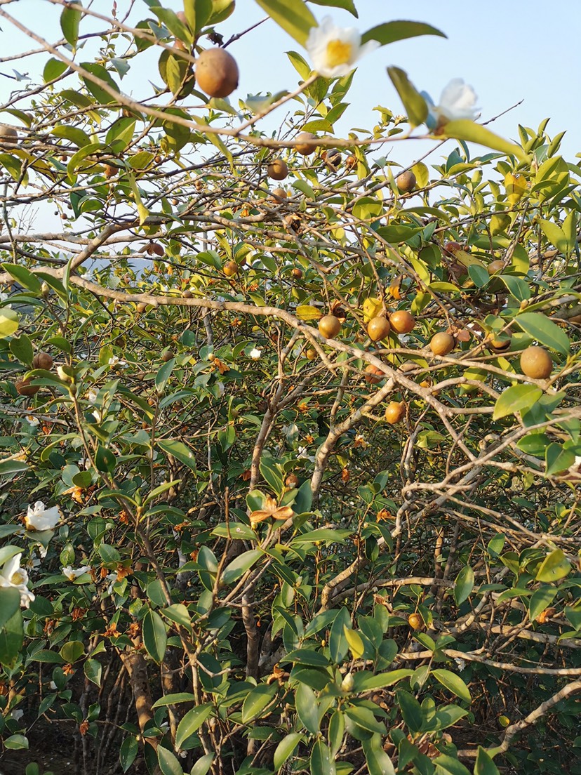 *山茶籽 高山30年以上老茶树