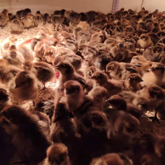南宁乌骨鸡苗 出壳鸡苗 1日龄 公母混合 肉鸡苗