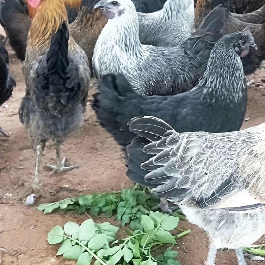 昆明 云南省鸡苗价格