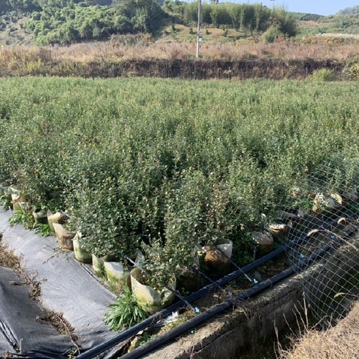 诸暨市奥尼尔蓝莓苗