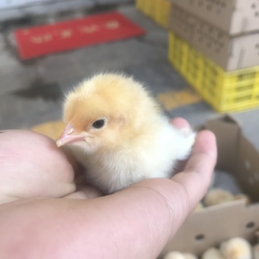 南宁 三黄鸡苗