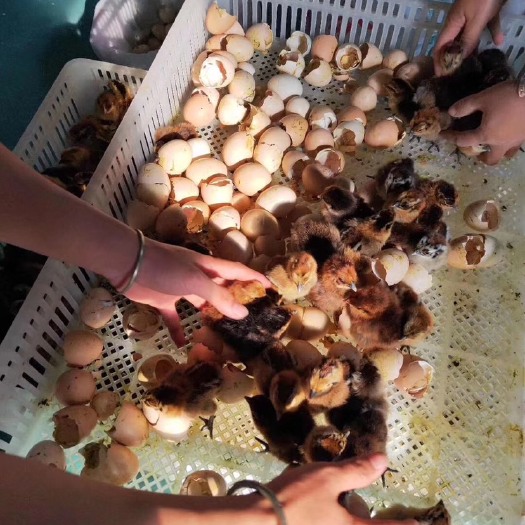 昆明 云南省鸡苗供应商
