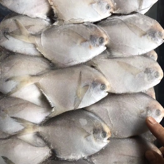 成都 鲳鱼