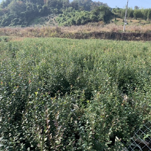 诸暨市莱克西蓝莓苗