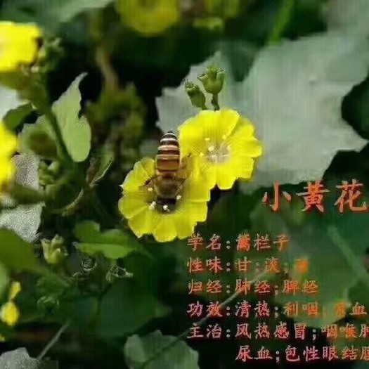 佛山 农家土蜂蜜