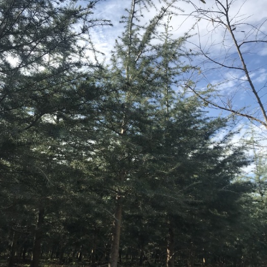 宜良县雪松