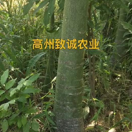 遂溪县发财靓树