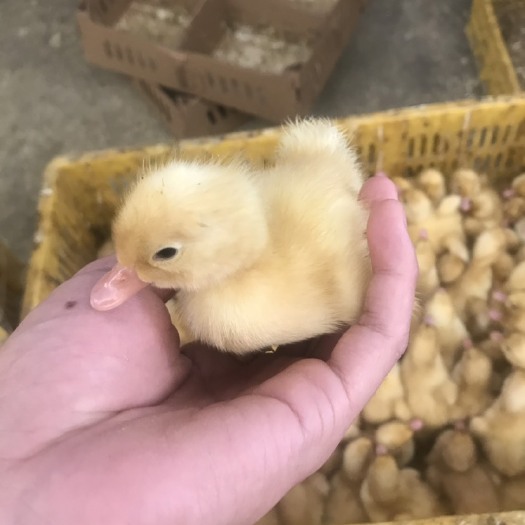 南宁白鸭苗 白鸭