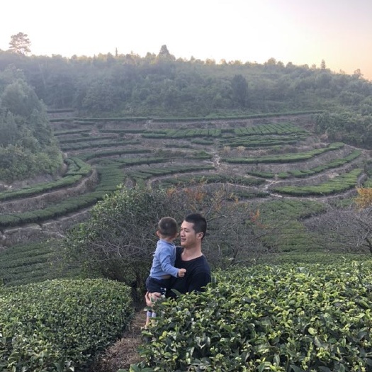 梅州 自产自销梅州特产清凉山高山绿茶，单丛茶，鸭屎香价格实惠