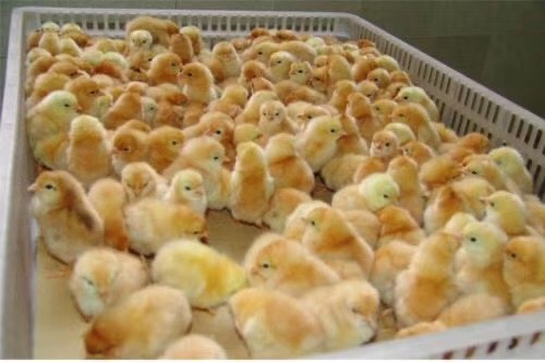 铜仁大三黄鸡，脱温鸡苗，半斤左右