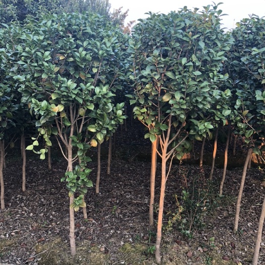 长沙茶花树 140cm以上
