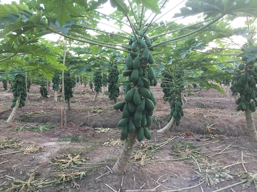  香滑清甜红心木瓜大量上市，欢迎合作洽谈