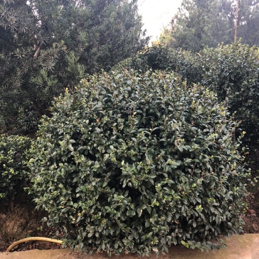 长沙茶梅 100~140cm