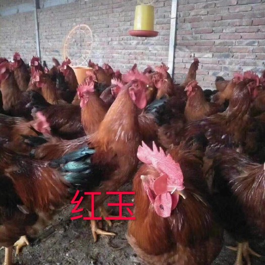 九斤红鸡苗 九斤黄鸡苗 红玉  包疫苗