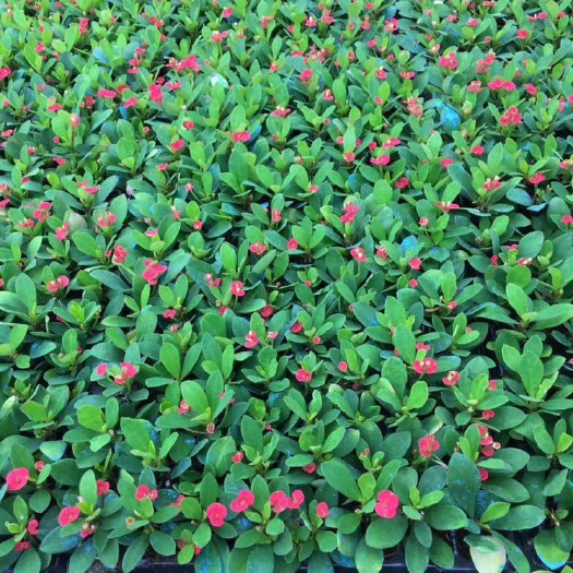 广州 铁海棠虎刺梅种苗花卉种苗