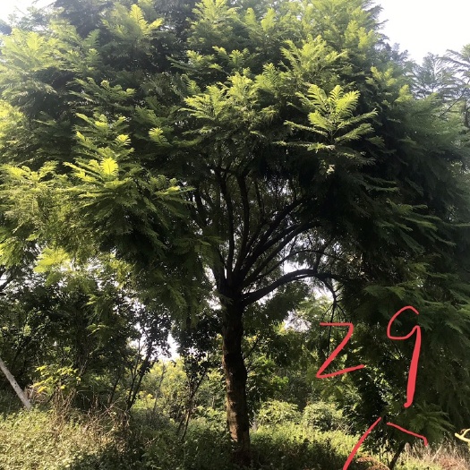 漳州 蓝花楹18-25公分