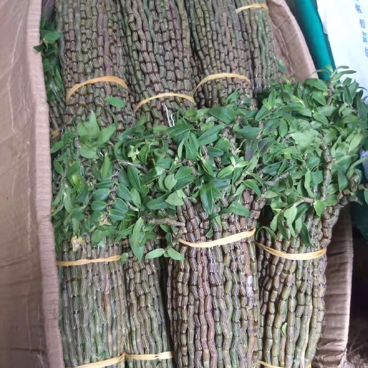 广州铁皮石斛鲜条英茂条粗条长条带叶