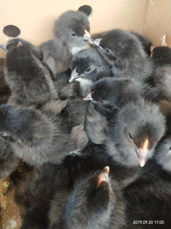  黑土2鸡苗，厂家直销，终身技术支持，品质保证