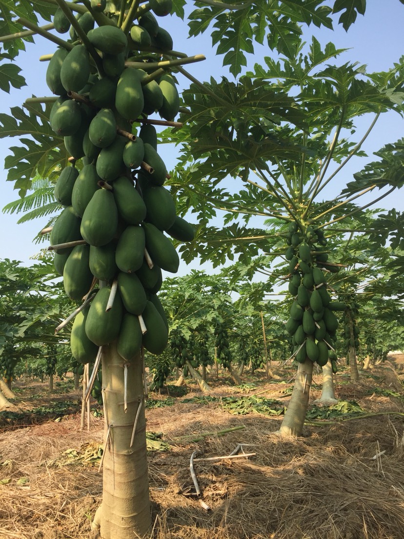  香滑清甜红心木瓜大量上市，欢迎合作洽谈