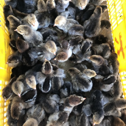 南宁k9肉鸡苗882 统货