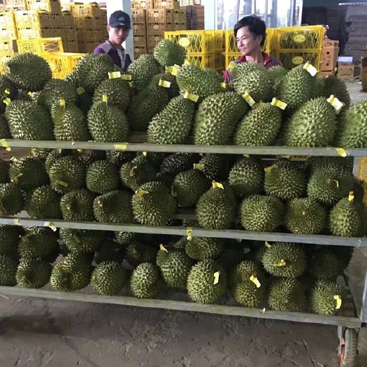 南宁干尧榴莲  大量供应干尧 国内一手货源 价格便宜  可以一件代发