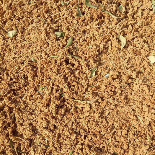 连平县枇杷花茶 枇杷花干货