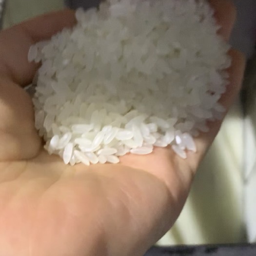 肇源县长粒香大米 自家种植的水稻