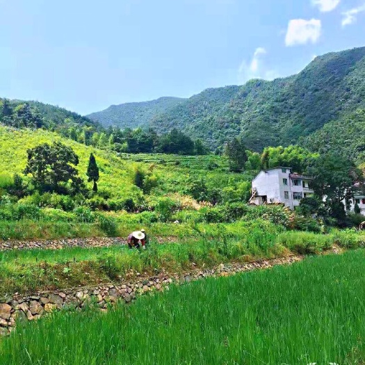 江山市 2019年单季稻有机香米当年当季大米新米