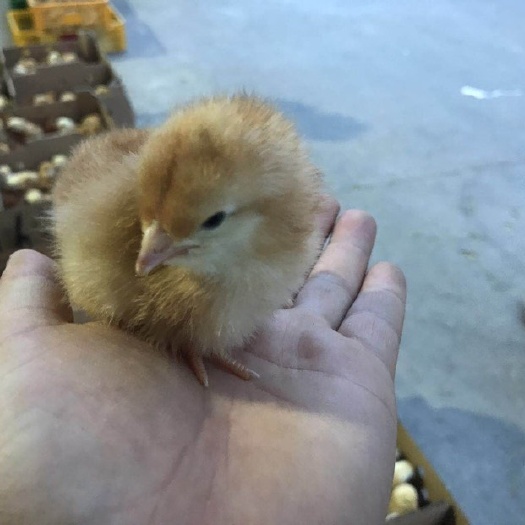 昆明 九斤黄鸡苗厂家直销，高品质诚信第一，量大优惠。