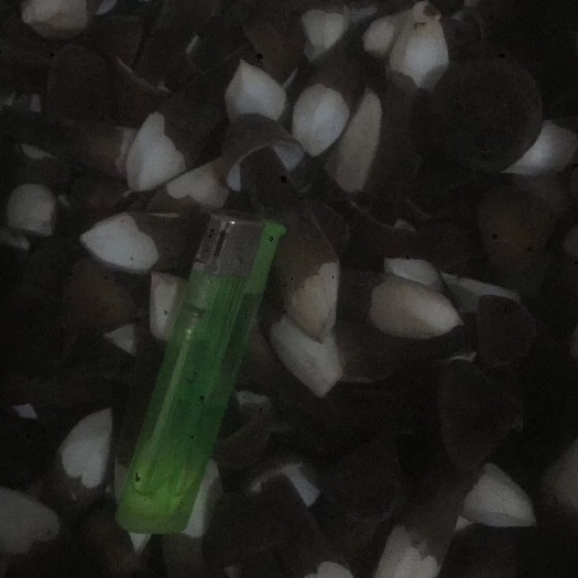 鱼台县 黑皮鸡枞菌